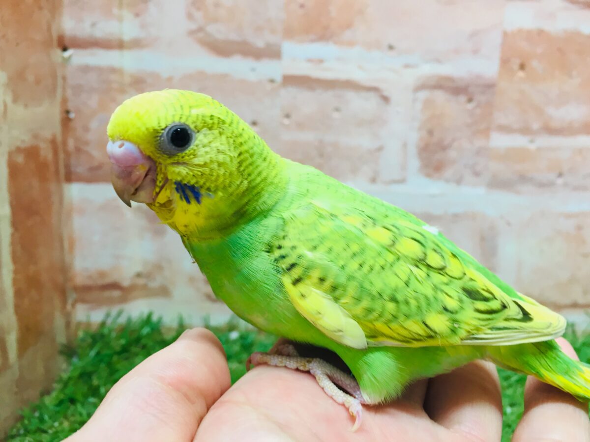 グリーンカラーのセキセイちゃんがやってきましたよ~💚💚💚 セキセイインコ(スパングル) セキセイインコ