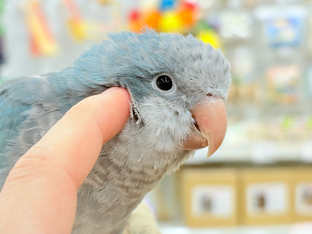 【最新画像更新🪄もうすぐひとり餌‪☆】飛びきりのスマイル😊ウケケケダンスに魅了されちゃう((🐣))🪇💖オキナインコ(ブルー) ヒナ