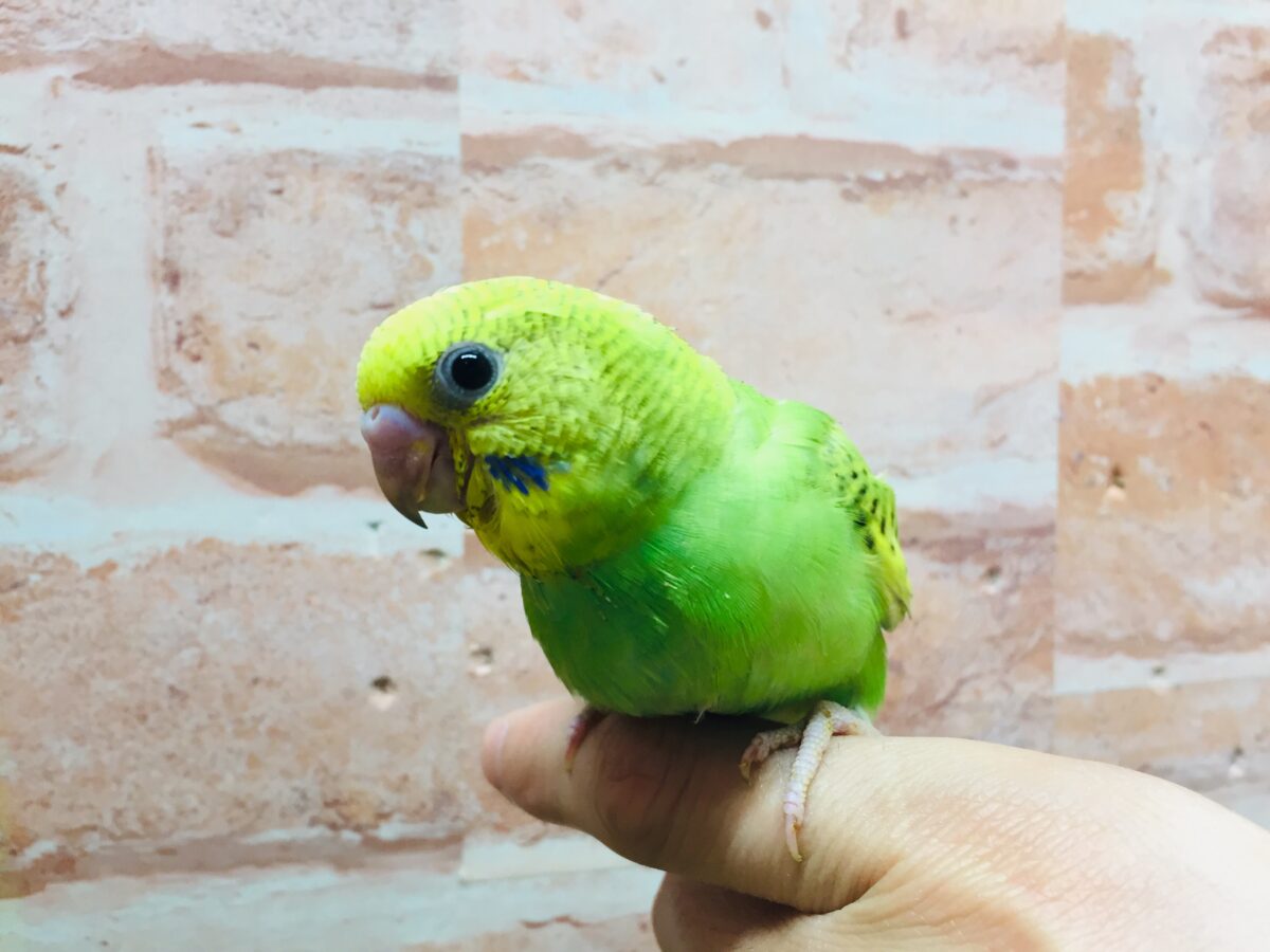 グリーンカラーのセキセイちゃんがやってきましたよ~💚💚💚 セキセイインコ(スパングル) セキセイインコ