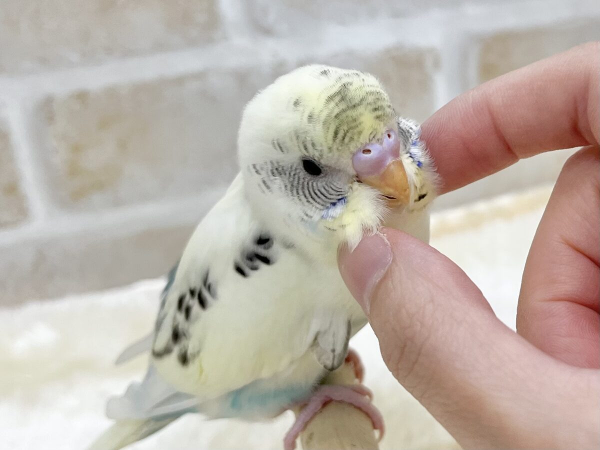 【🆙最新画像あり‼️】永遠のベイビーフェイス💛🤍 セキセイインコ(クリームハルクイン) セキセイインコ