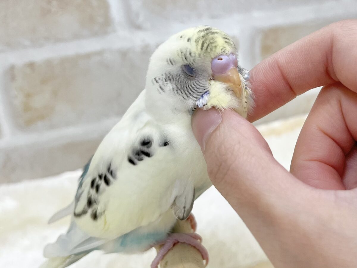 【🆙最新画像あり‼️】永遠のベイビーフェイス💛🤍 セキセイインコ(クリームハルクイン) セキセイインコ