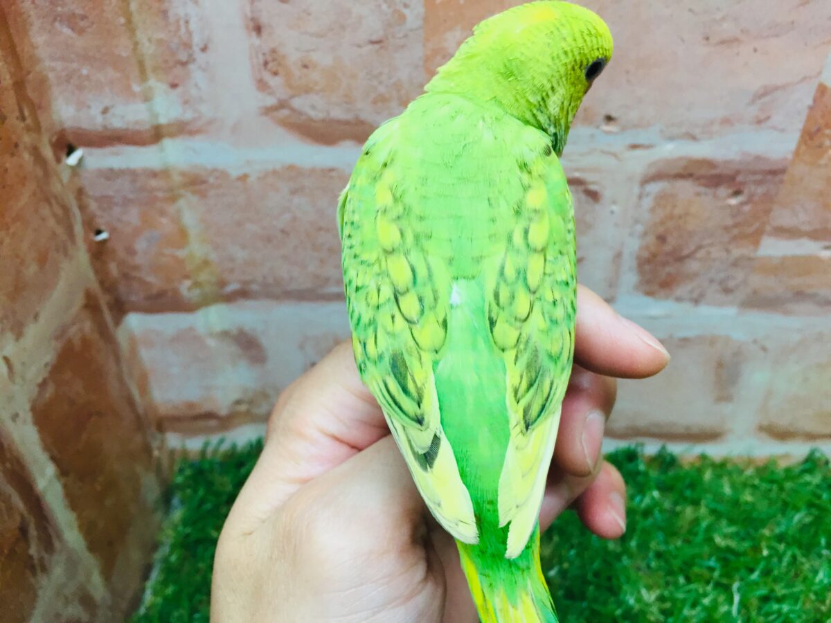 グリーンカラーのセキセイちゃんがやってきましたよ~💚💚💚 セキセイインコ(スパングル) セキセイインコ