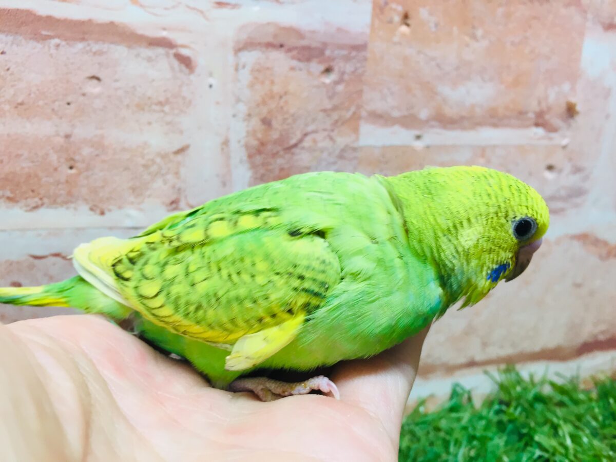 グリーンカラーのセキセイちゃんがやってきましたよ~💚💚💚 セキセイインコ(スパングル) セキセイインコ
