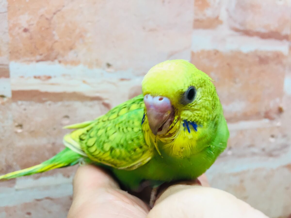 グリーンカラーのセキセイちゃんがやってきましたよ~💚💚💚 セキセイインコ(スパングル) セキセイインコ