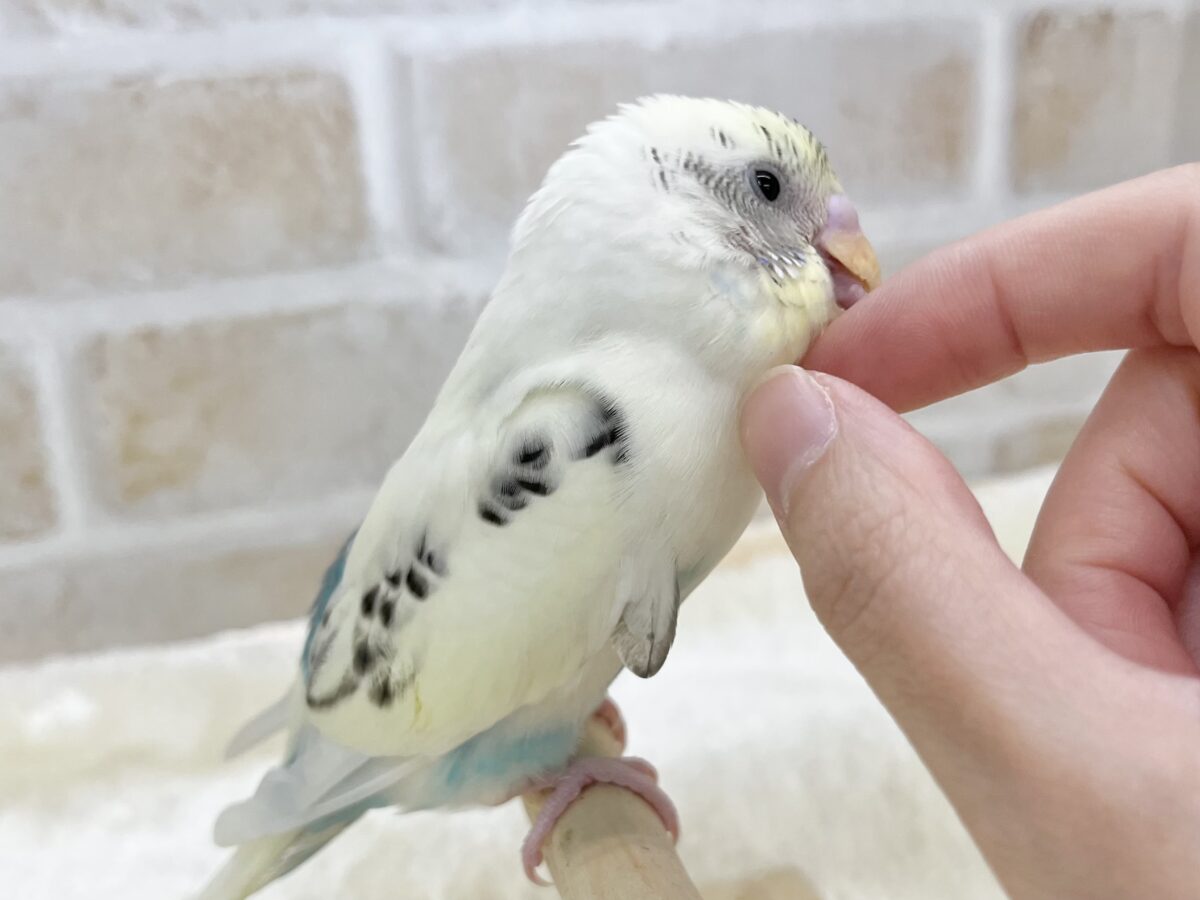 【🆙最新画像あり‼️】永遠のベイビーフェイス💛🤍 セキセイインコ(クリームハルクイン) セキセイインコ