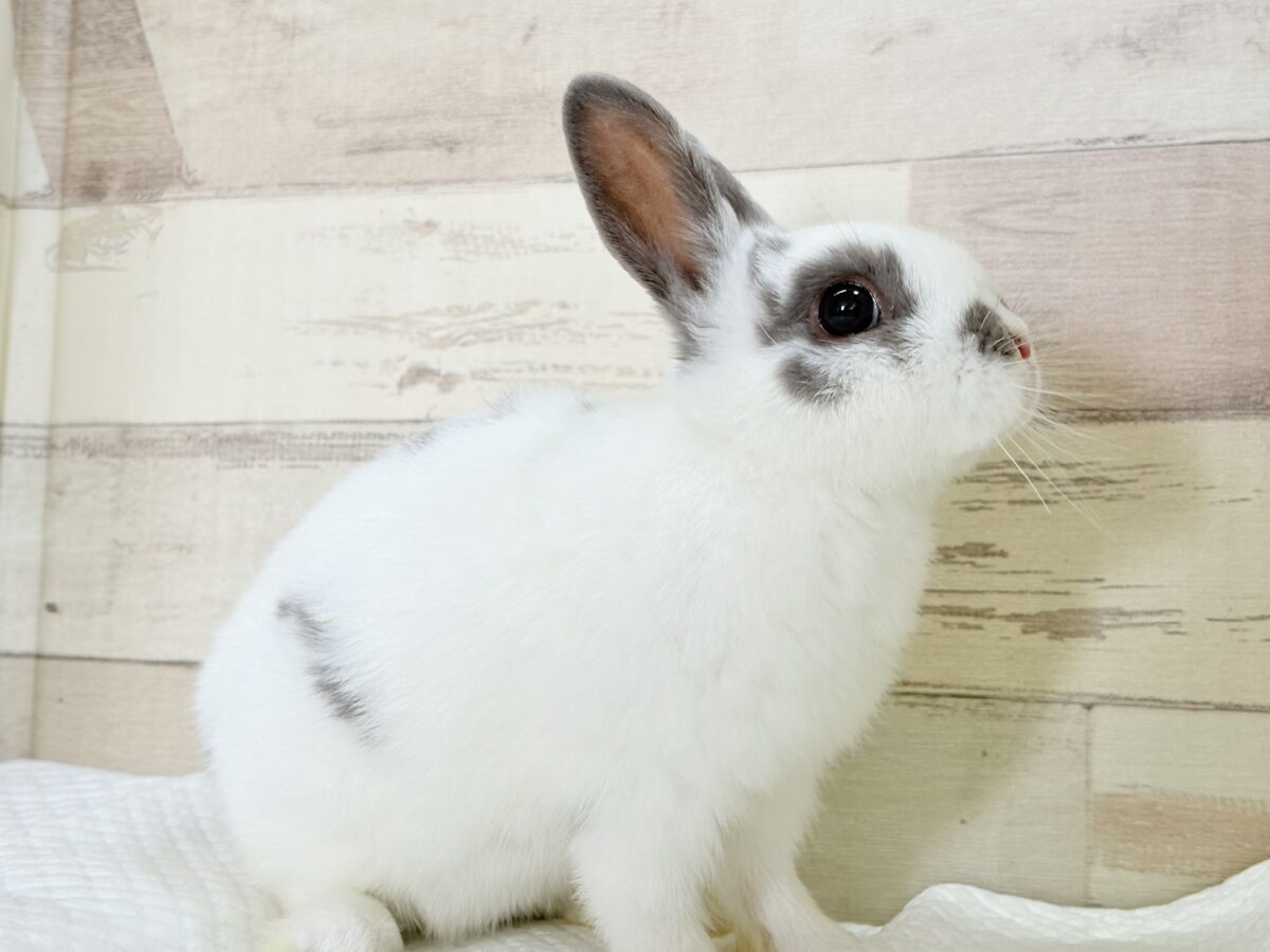 【最新画像更新🪄︎︎✨】むちむち豆大福ちゃん🐰🫘ネザーランドドワーフ(チャーリー) 男の子 ネザーランドドワーフ