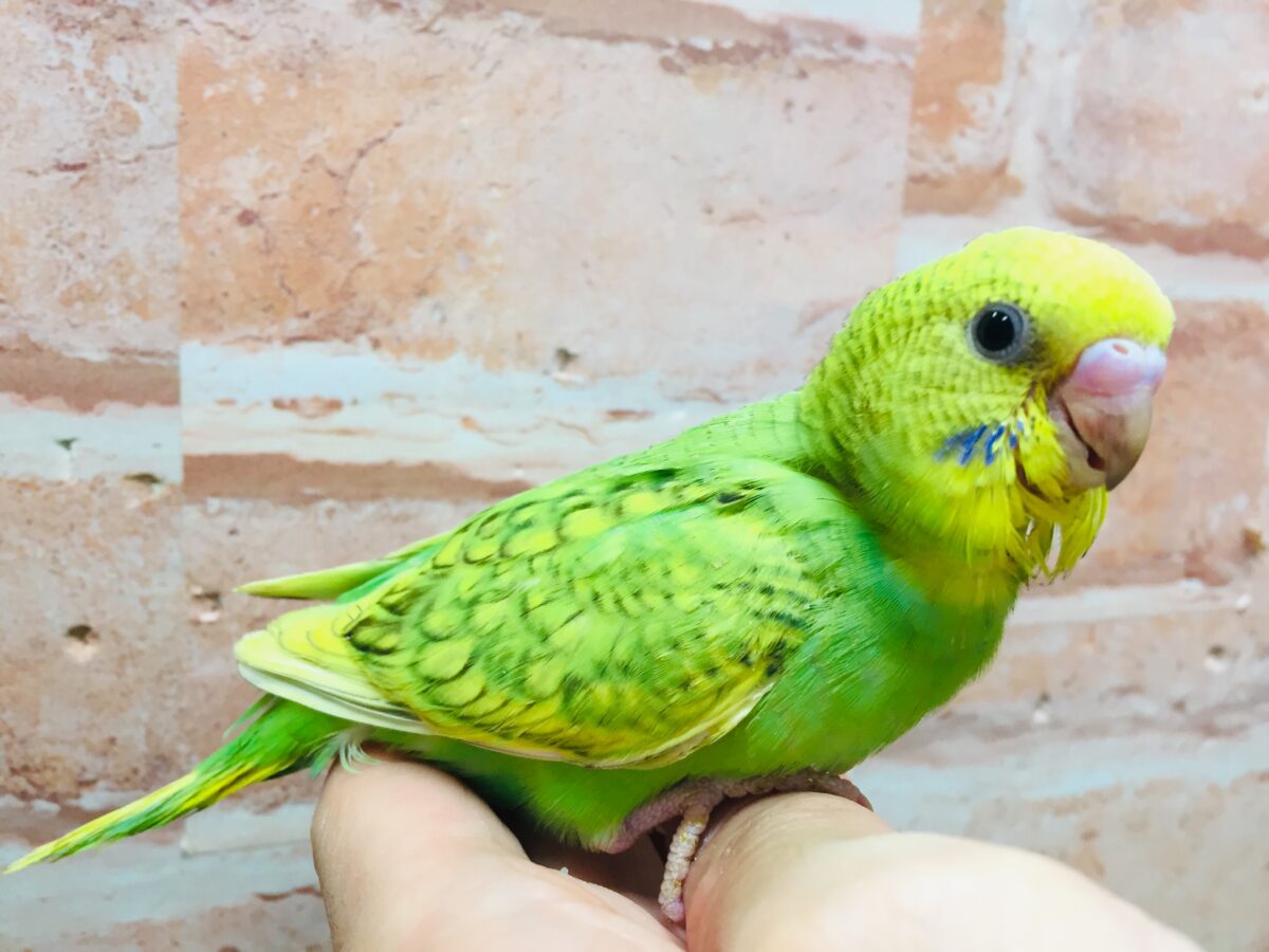 グリーンカラーのセキセイちゃんがやってきましたよ~💚💚💚 セキセイインコ(スパングル) セキセイインコ