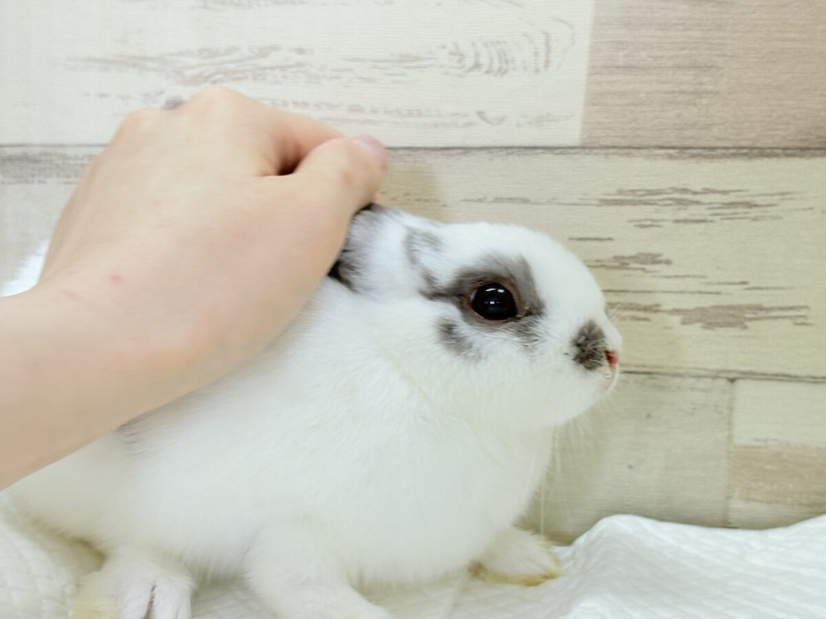 【最新画像更新🪄︎︎✨】むちむち豆大福ちゃん🐰🫘ネザーランドドワーフ(チャーリー) 男の子 ネザーランドドワーフ