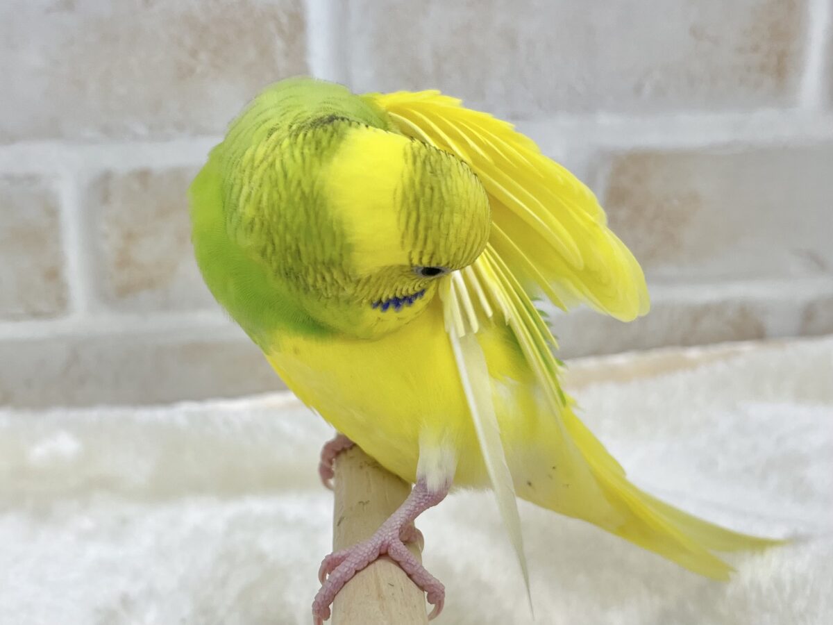 【🆙最新画像あり‼️】左右のほっぺにご注目👀💙🤍 セキセイインコ(パイド) セキセイインコ