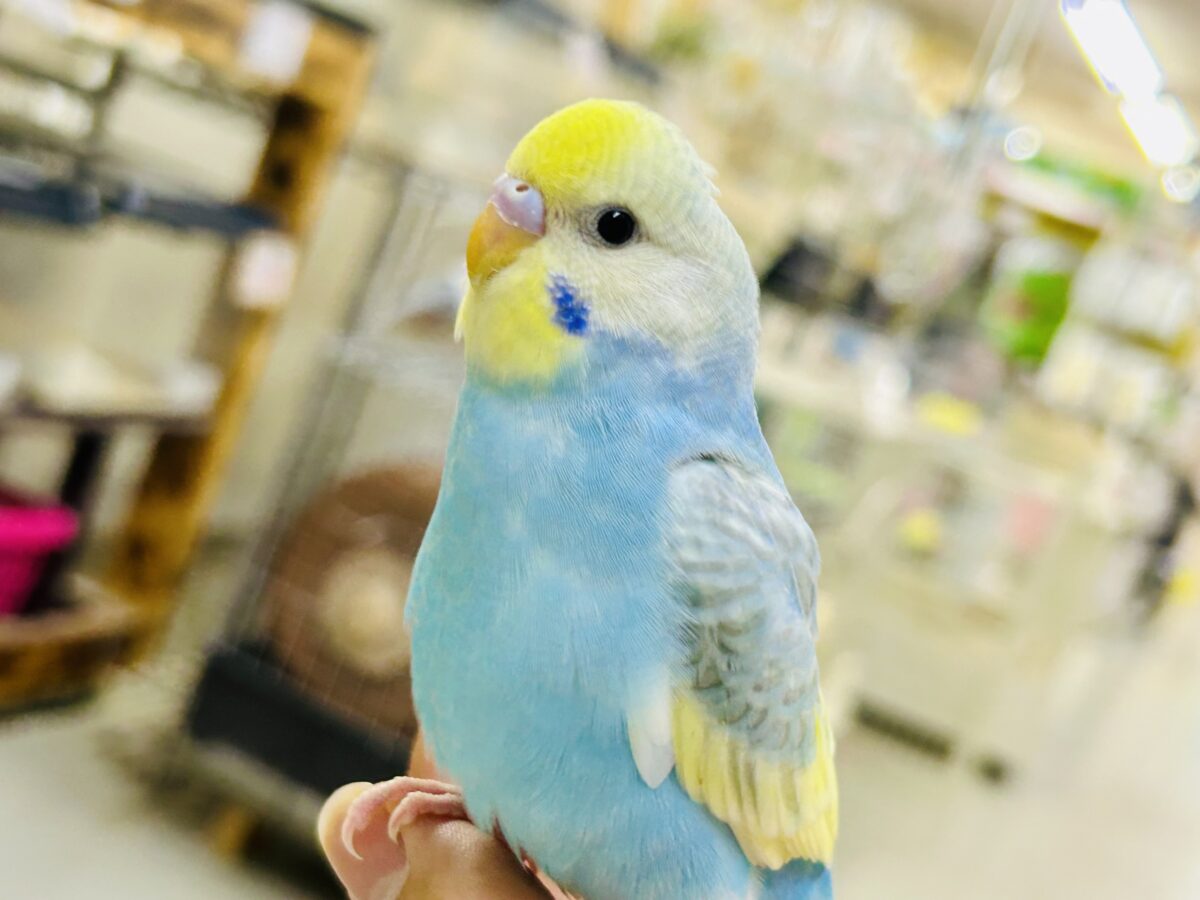 メロメロレインボーアイス🍦　セキセイインコ