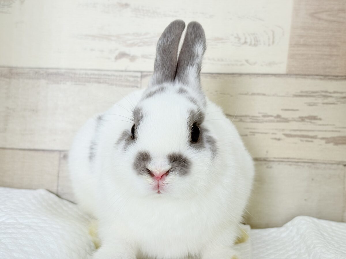 【最新画像更新🪄︎︎✨】むちむち豆大福ちゃん🐰🫘ネザーランドドワーフ(チャーリー) 男の子 ネザーランドドワーフ