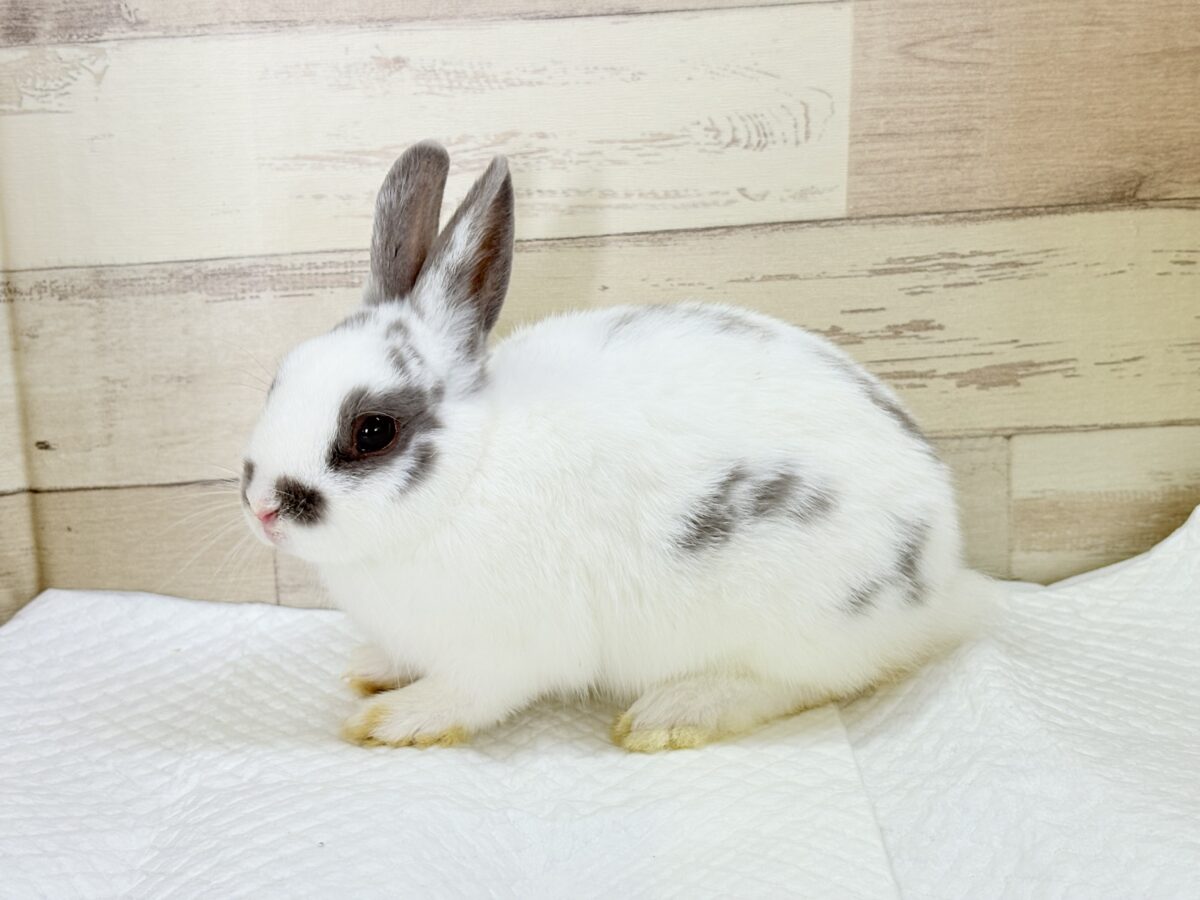 【最新画像更新🪄︎︎✨】むちむち豆大福ちゃん🐰🫘ネザーランドドワーフ(チャーリー) 男の子 ネザーランドドワーフ