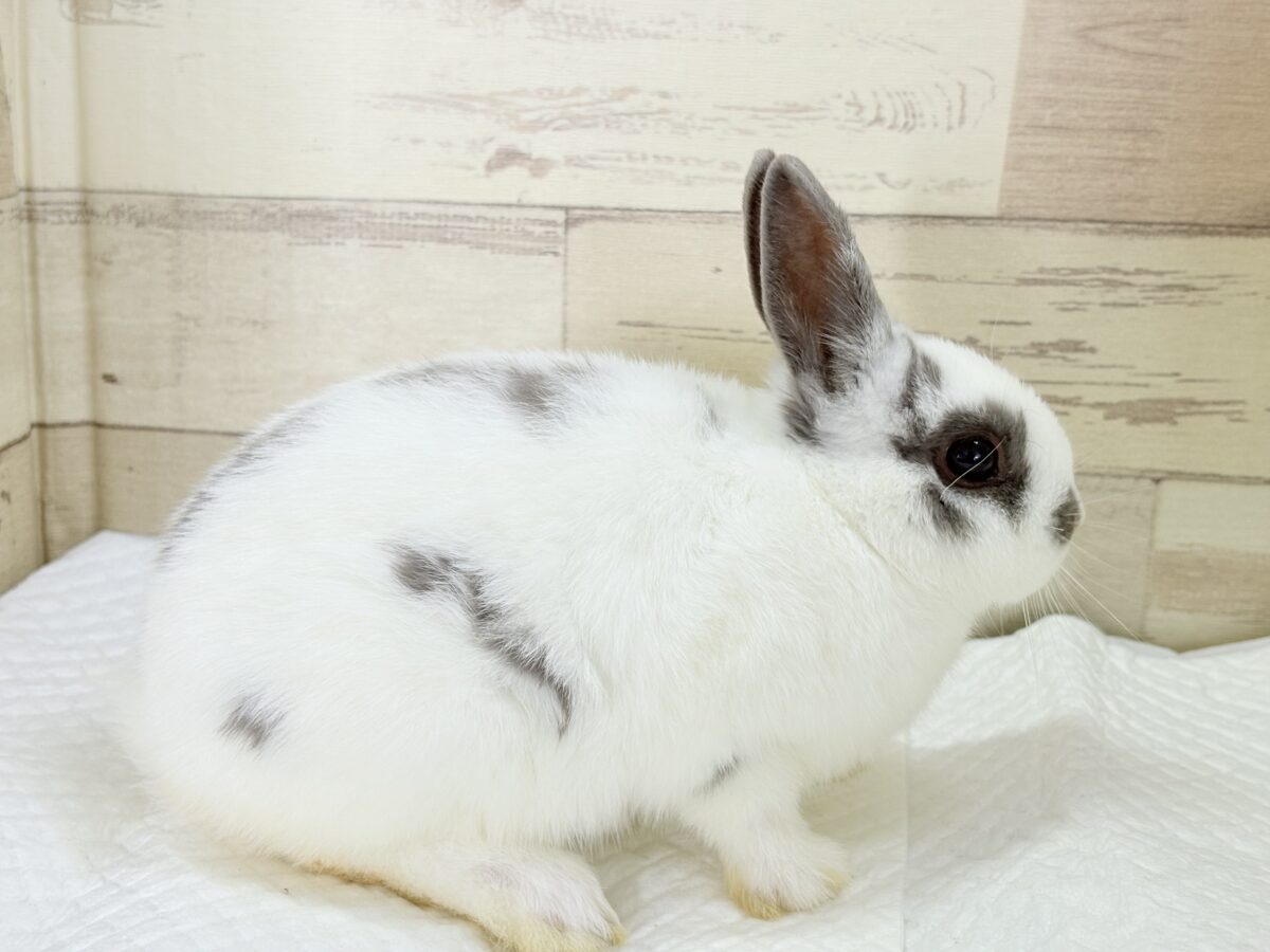 【最新画像更新🪄︎︎✨】むちむち豆大福ちゃん🐰🫘ネザーランドドワーフ(チャーリー) 男の子 ネザーランドドワーフ