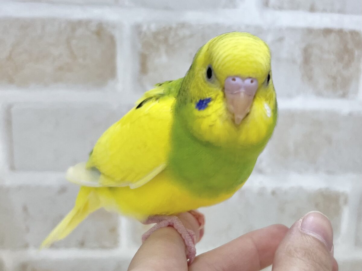 【🆙最新画像あり‼️】左右のほっぺにご注目👀💙🤍 セキセイインコ(パイド) セキセイインコ