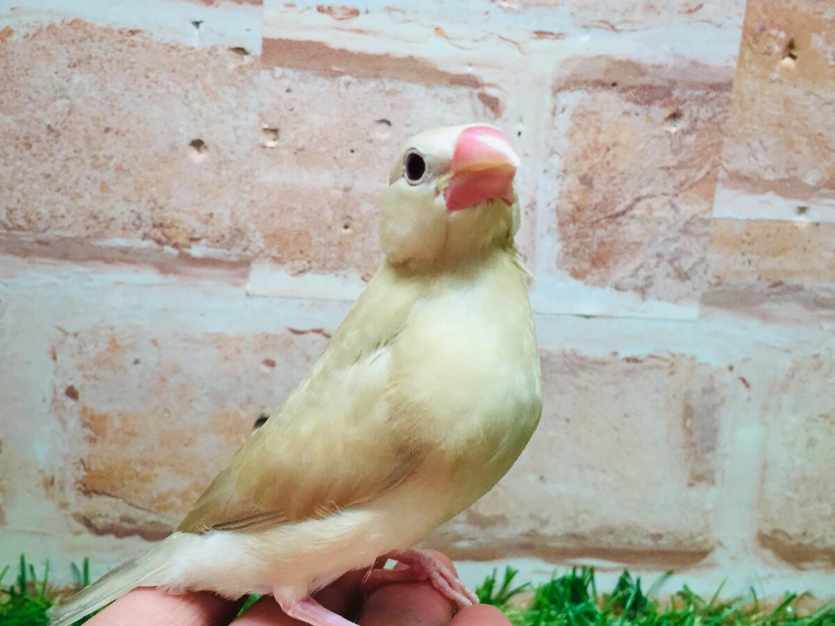 シナモン文鳥さんがやってきましたよ~(*´ω`*)💗💗 シナモン文鳥