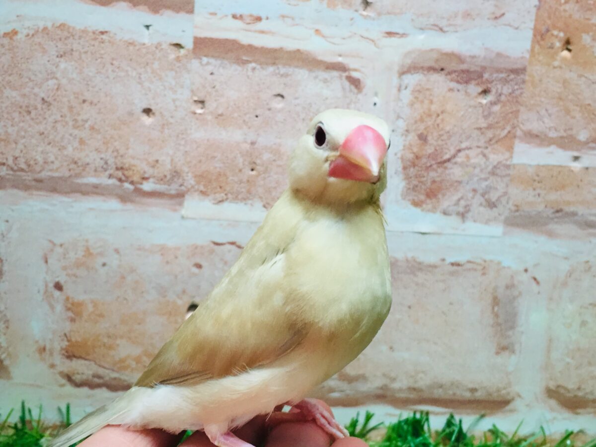 シナモン文鳥さんがやってきましたよ~(*´ω`*)💗💗 シナモン文鳥