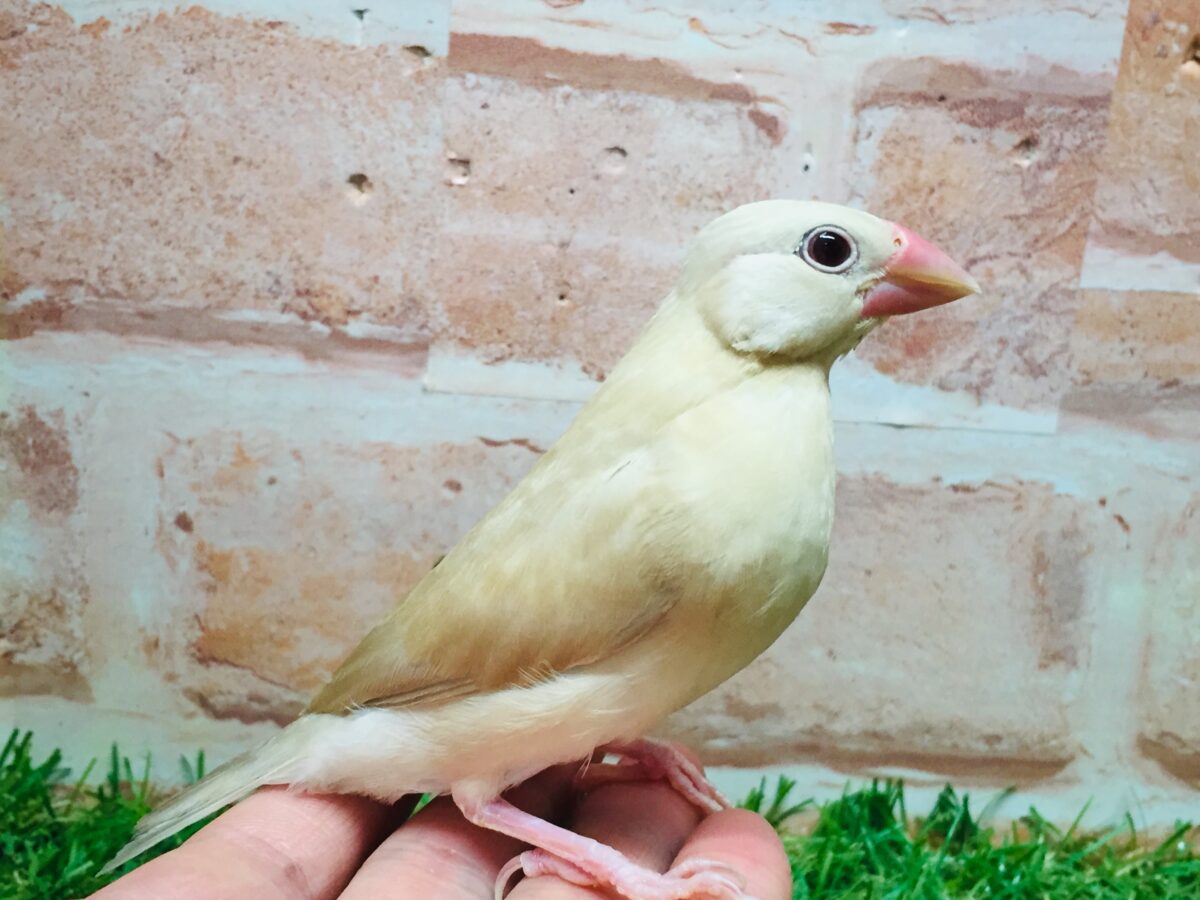 シナモン文鳥さんがやってきましたよ~(*´ω`*)💗💗 シナモン文鳥
