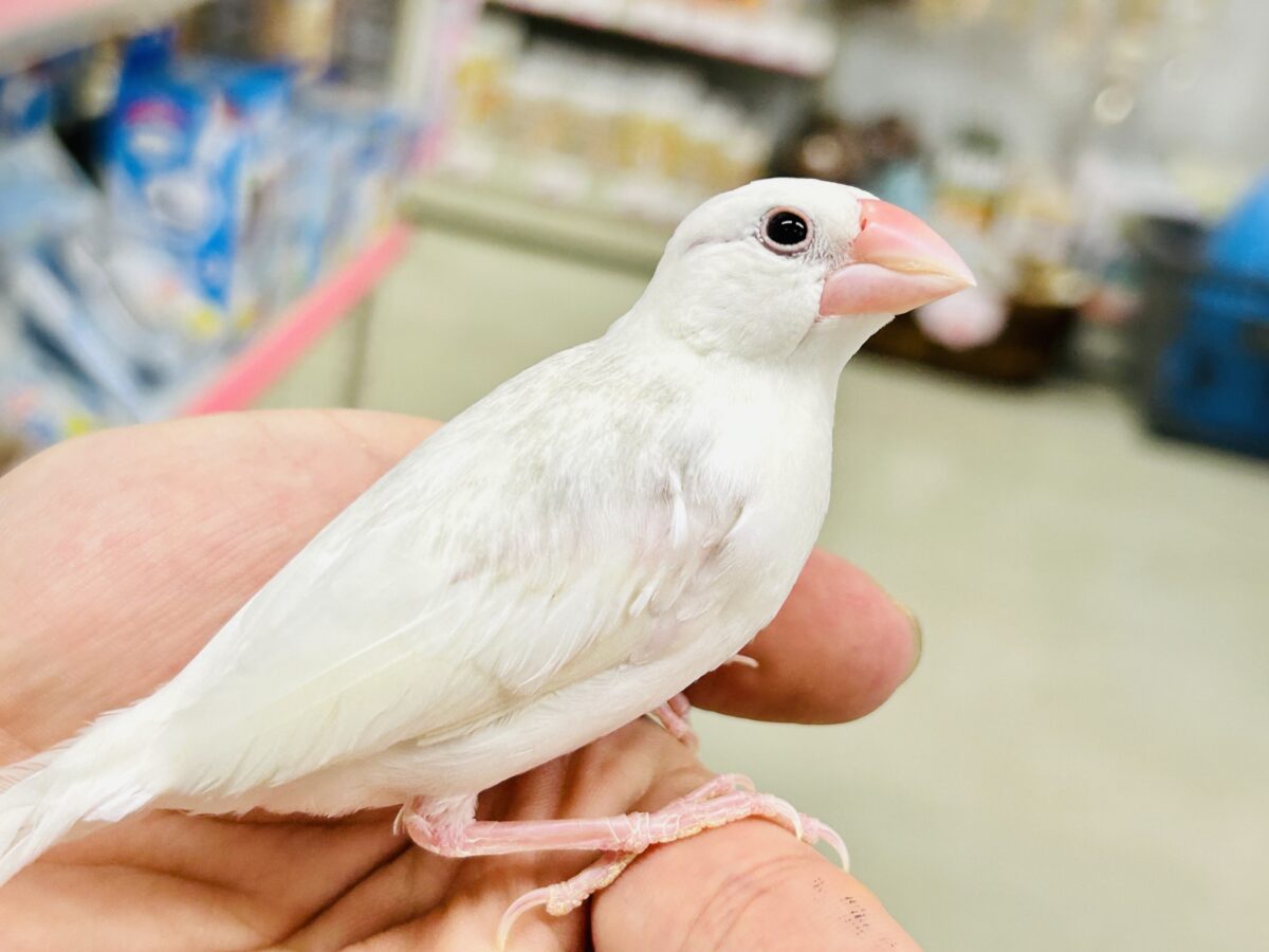 【最新画像更新☆☆】モチモチのお大福ちゃん(*’ω’*) 白文鳥 【最新画像更新☆☆】モチモチのお大福ちゃん(*’ω’*) 白文鳥