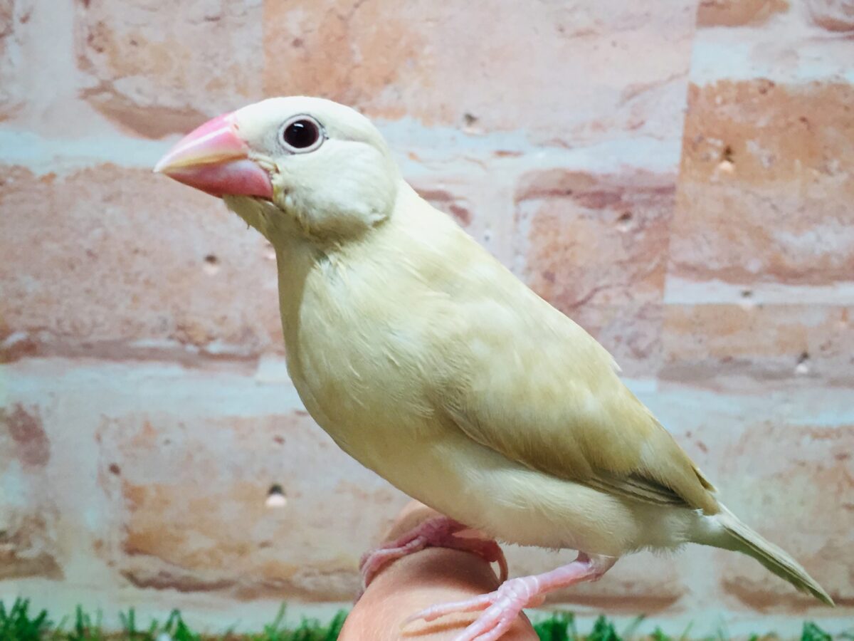 シナモン文鳥さんがやってきましたよ~(*´ω`*)💗💗 シナモン文鳥