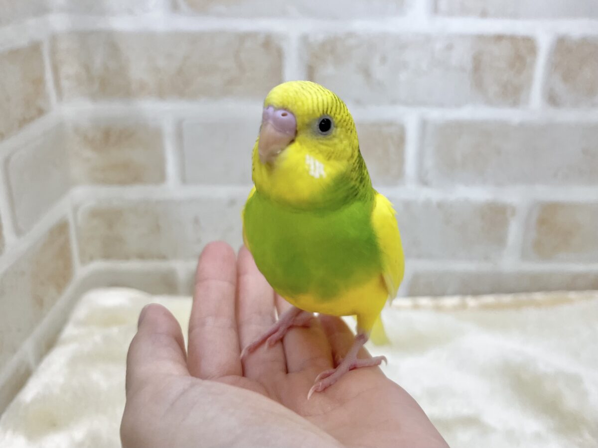 【🆙最新画像あり‼️】左右のほっぺにご注目👀💙🤍 セキセイインコ(パイド) セキセイインコ