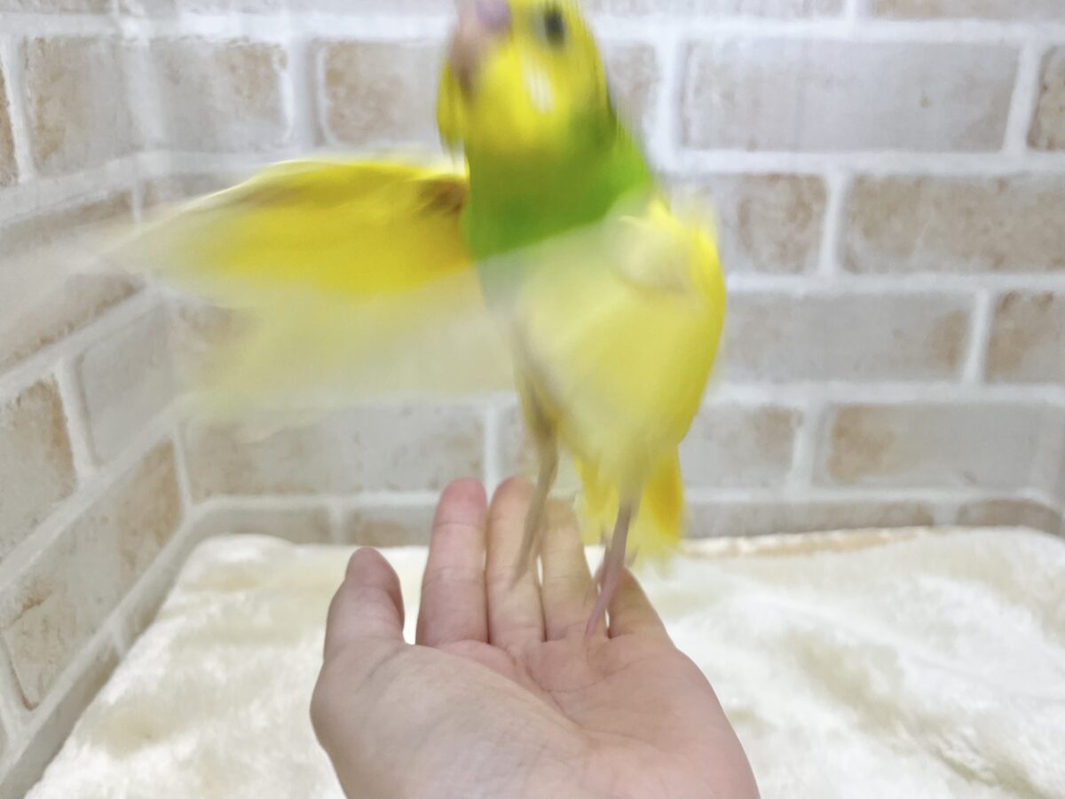 【🆙最新画像あり‼️】左右のほっぺにご注目👀💙🤍 セキセイインコ(パイド) セキセイインコ