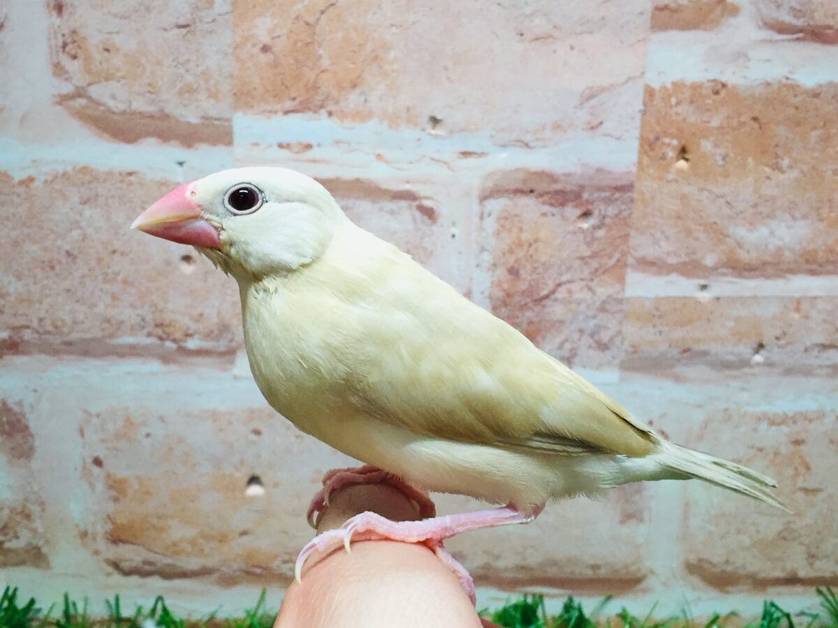 シナモン文鳥さんがやってきましたよ~(*´ω`*)💗💗 シナモン文鳥