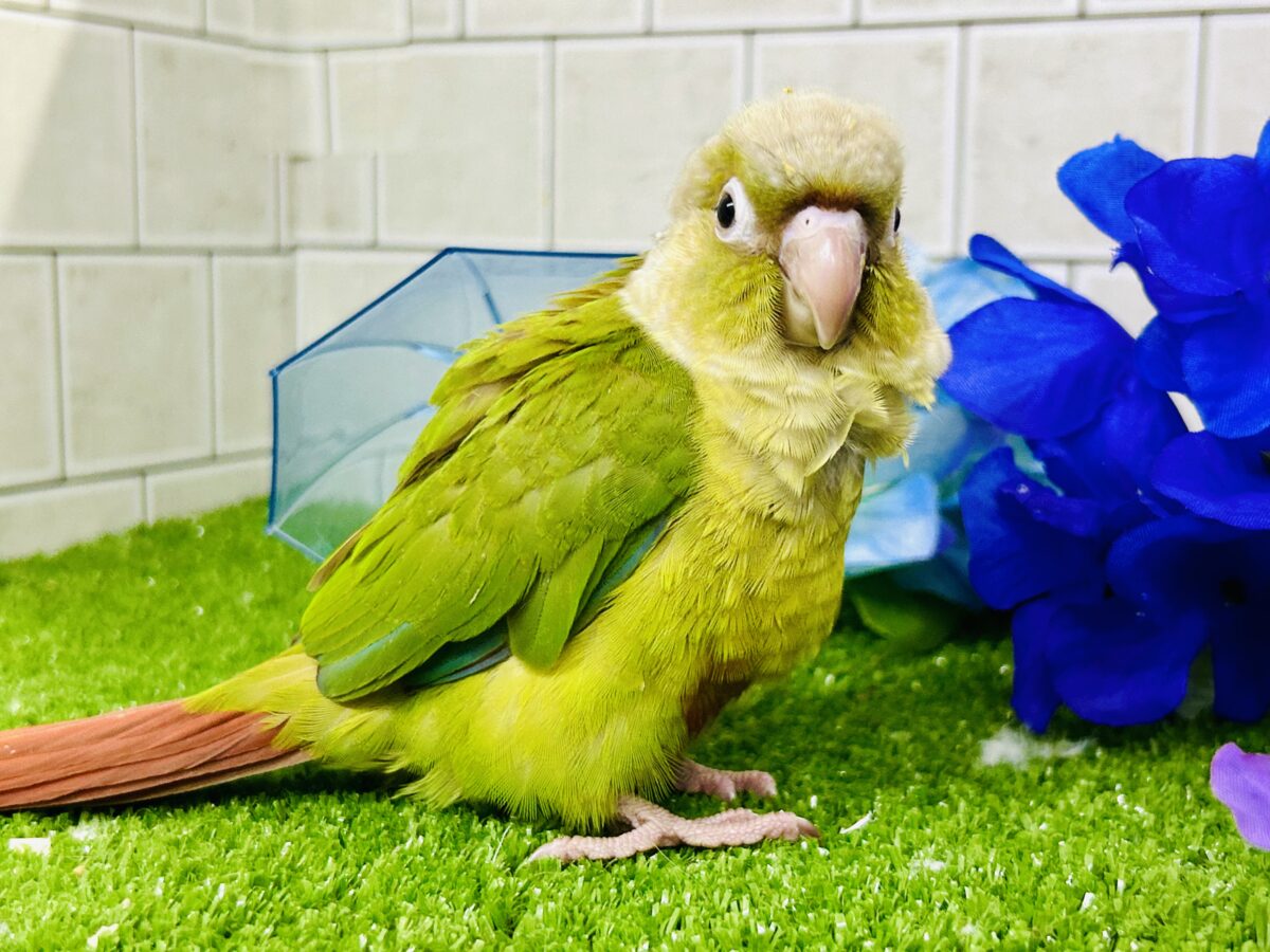 淡いカラーの人気者がやってきた♪♪ ウロコインコ 淡いカラーの人気者がやってきた♪♪ ウロコインコ