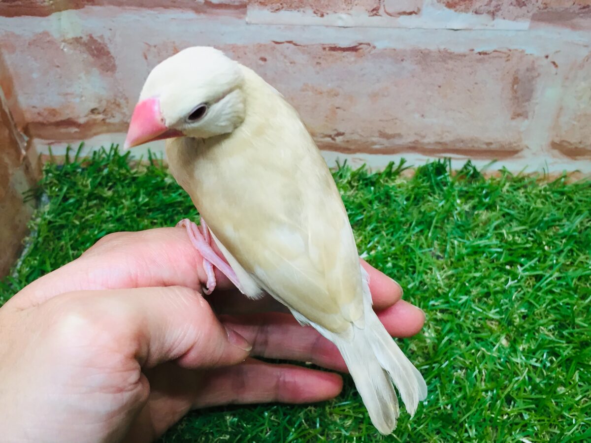 シナモン文鳥さんがやってきましたよ~(*´ω`*)💗💗 シナモン文鳥