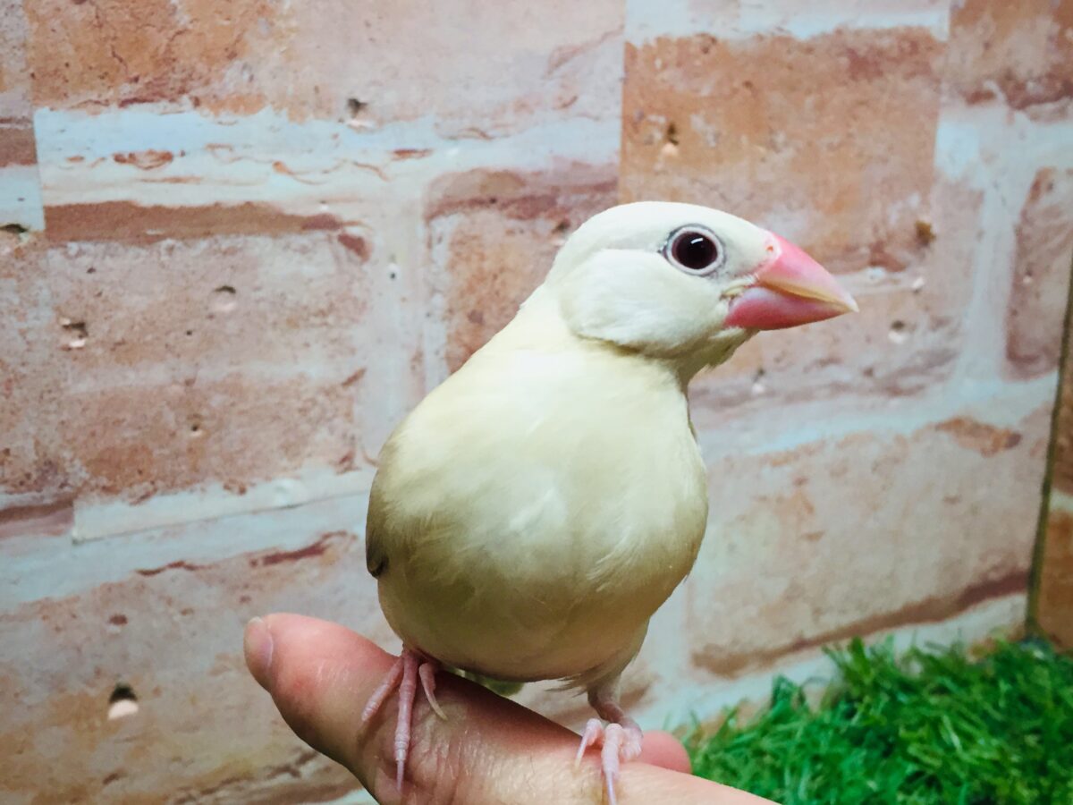 シナモン文鳥さんがやってきましたよ~(*´ω`*)💗💗 シナモン文鳥