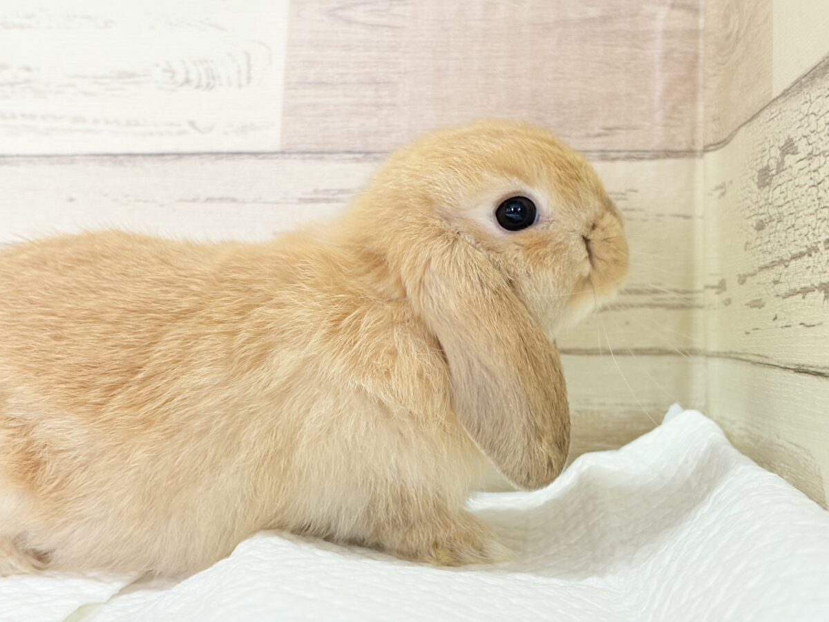 長い耳でどこまでも飛んでいけそう🐰𓈒𓏸𓈒꙳𓂃ホーランドロップイヤーラビット(オレンジ) 女の子 ホーランドロップ