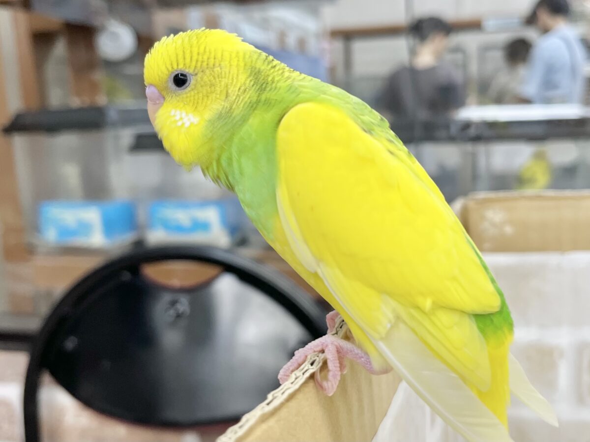 【🆙最新画像あり‼️】左右のほっぺにご注目👀💙🤍 セキセイインコ(パイド) セキセイインコ