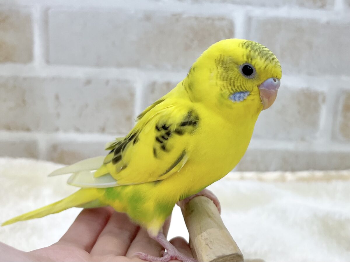【🆙最新画像あり‼️】のりたまひよこちゃん🐣✨ セキセイインコ(ハルクイン) セキセイインコ