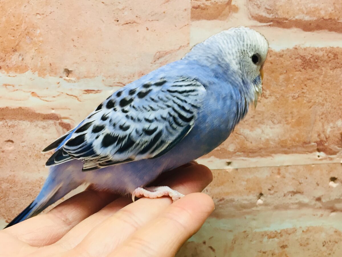 💙💙オパーリンカラーのセキセイちゃんがやってきましたよ~💙💙 セキセイインコ