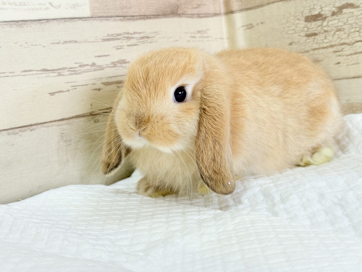 長い耳でどこまでも飛んでいけそう🐰𓈒𓏸𓈒꙳𓂃ホーランドロップイヤーラビット(オレンジ) 女の子 ホーランドロップ