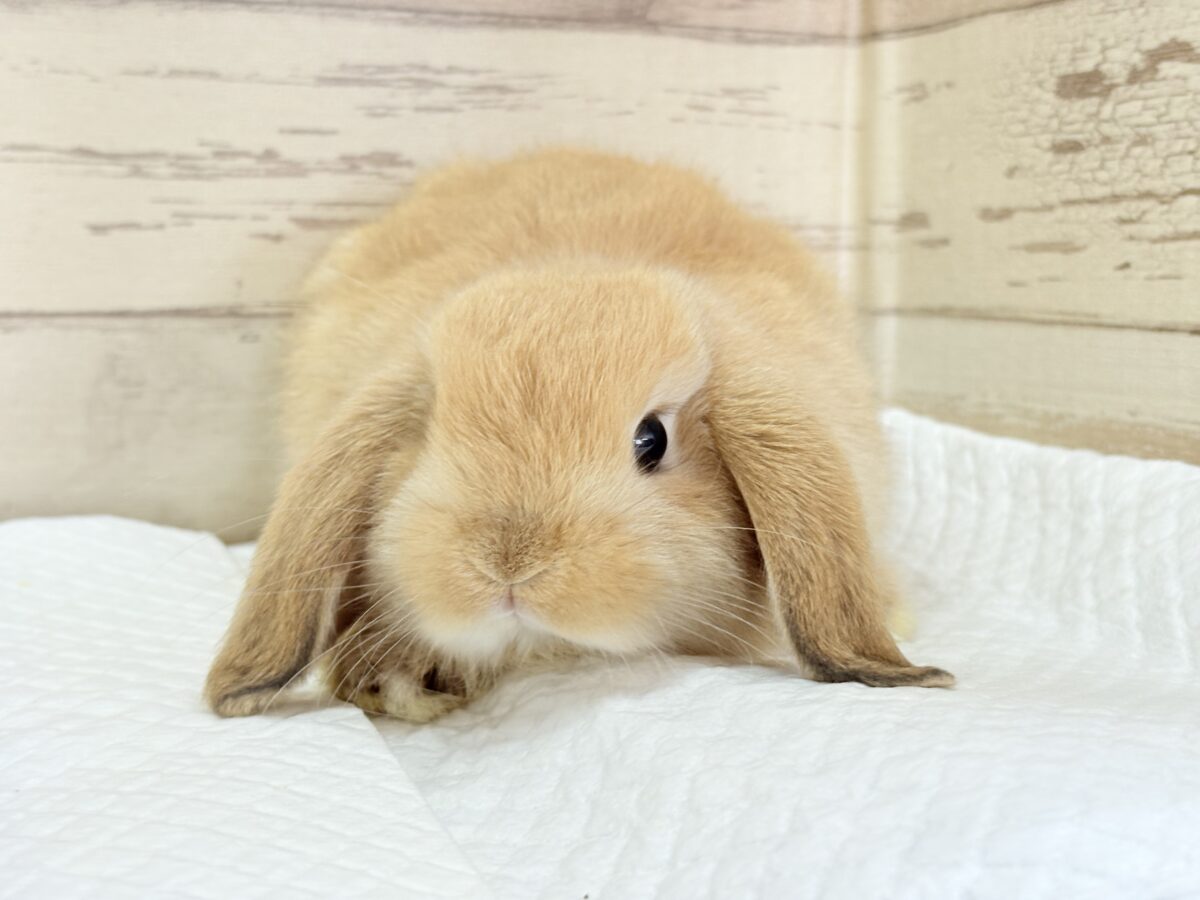 長い耳でどこまでも飛んでいけそう🐰𓈒𓏸𓈒꙳𓂃ホーランドロップイヤーラビット(オレンジ) 女の子 ホーランドロップ