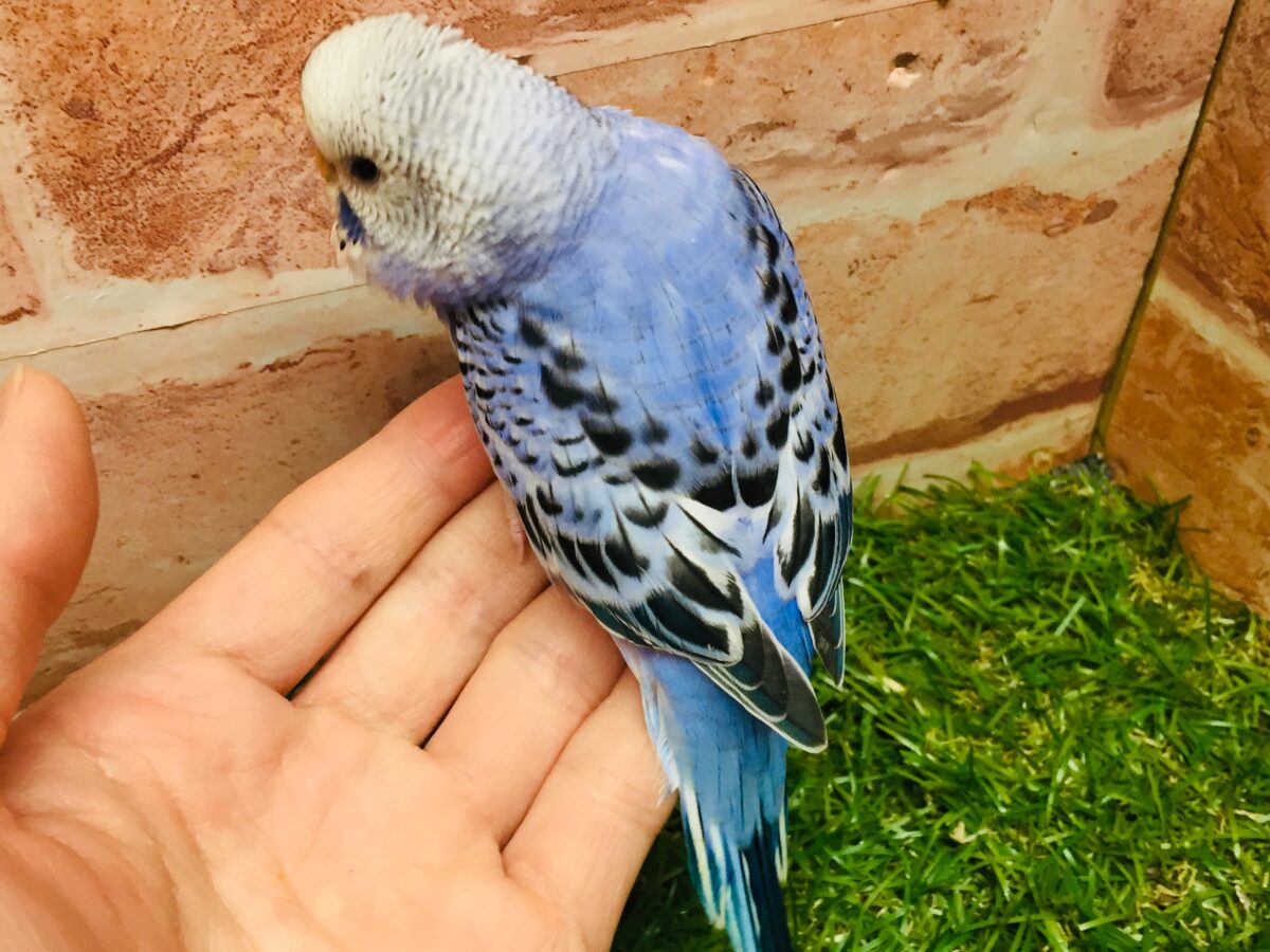 💙💙オパーリンカラーのセキセイちゃんがやってきましたよ~💙💙 セキセイインコ
