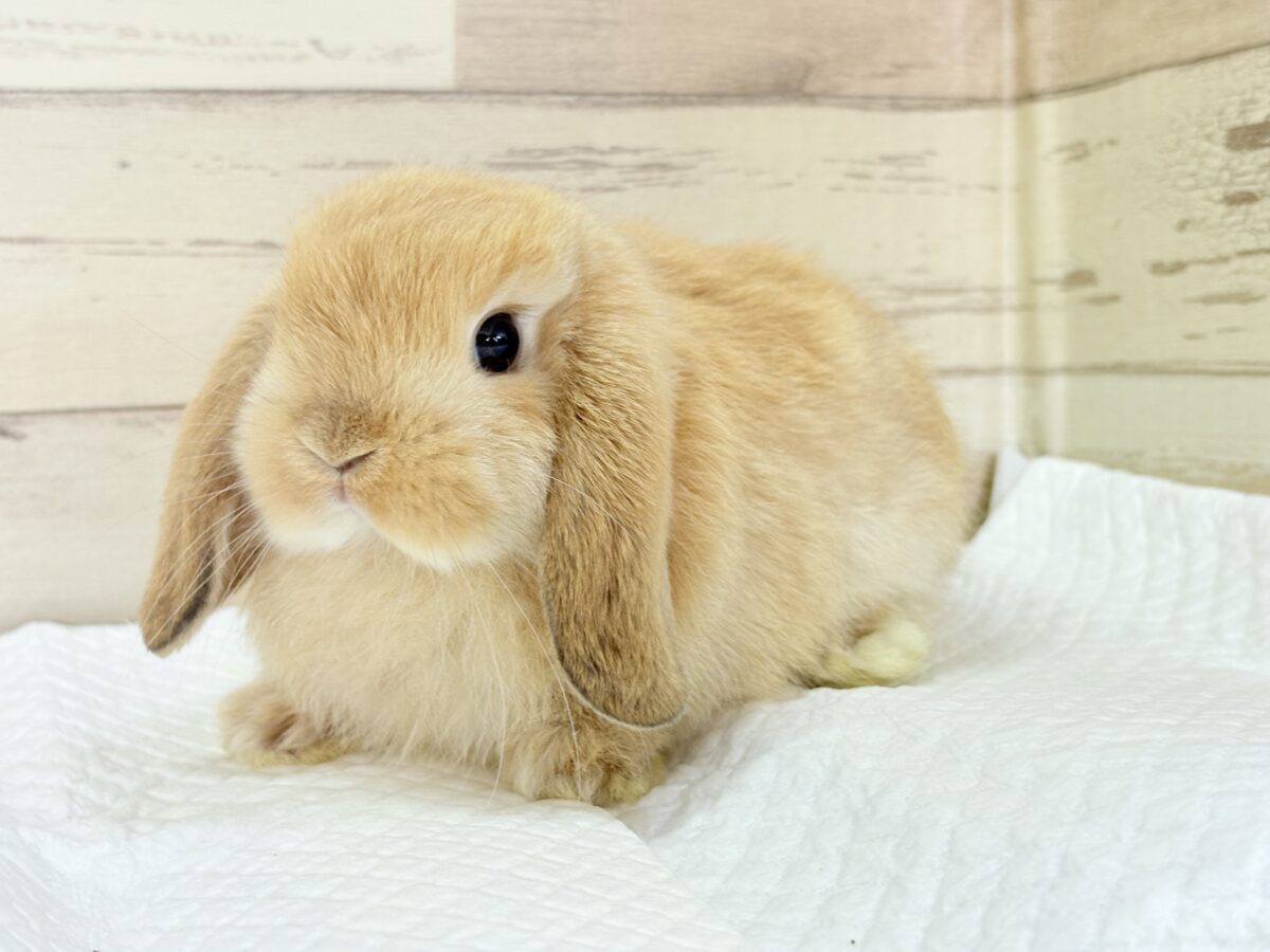 長い耳でどこまでも飛んでいけそう🐰𓈒𓏸𓈒꙳𓂃ホーランドロップイヤーラビット(オレンジ) 女の子 ホーランドロップ