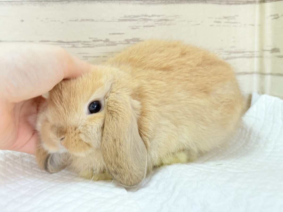 長い耳でどこまでも飛んでいけそう🐰𓈒𓏸𓈒꙳𓂃ホーランドロップイヤーラビット(オレンジ) 女の子 ホーランドロップ