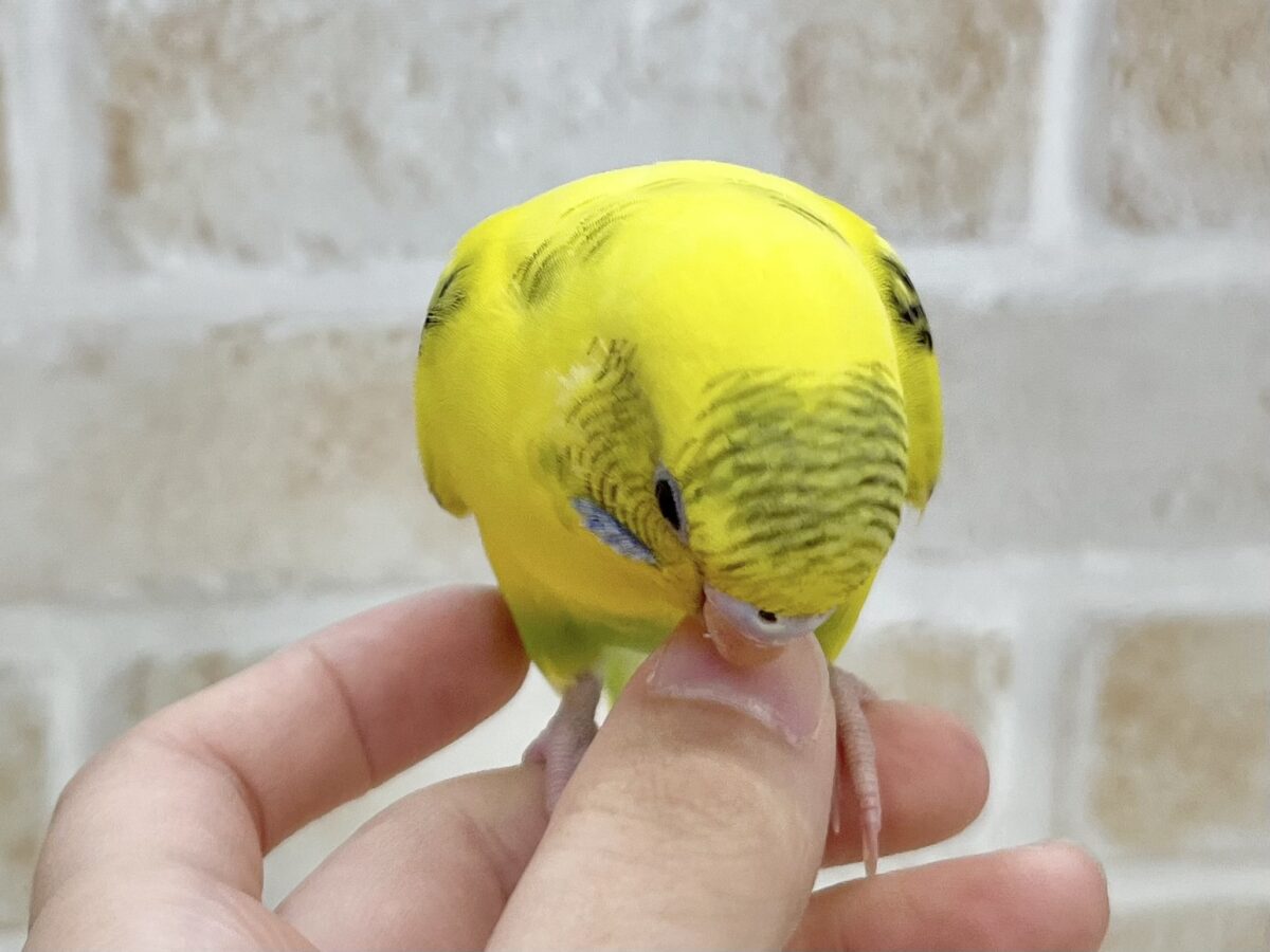 【🆙最新画像あり‼️】のりたまひよこちゃん🐣✨ セキセイインコ(ハルクイン) セキセイインコ