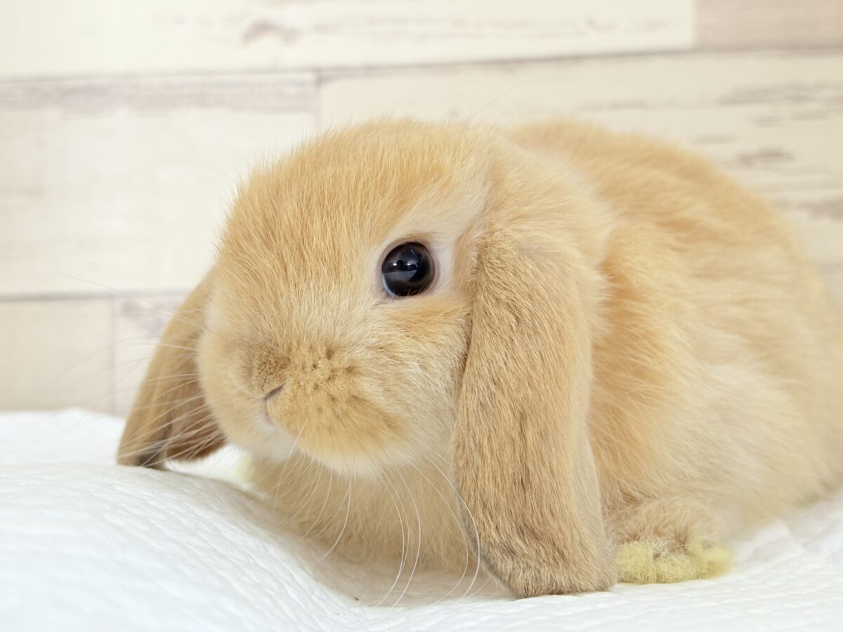 長い耳でどこまでも飛んでいけそう🐰𓈒𓏸𓈒꙳𓂃ホーランドロップイヤーラビット(オレンジ) 女の子 ホーランドロップ