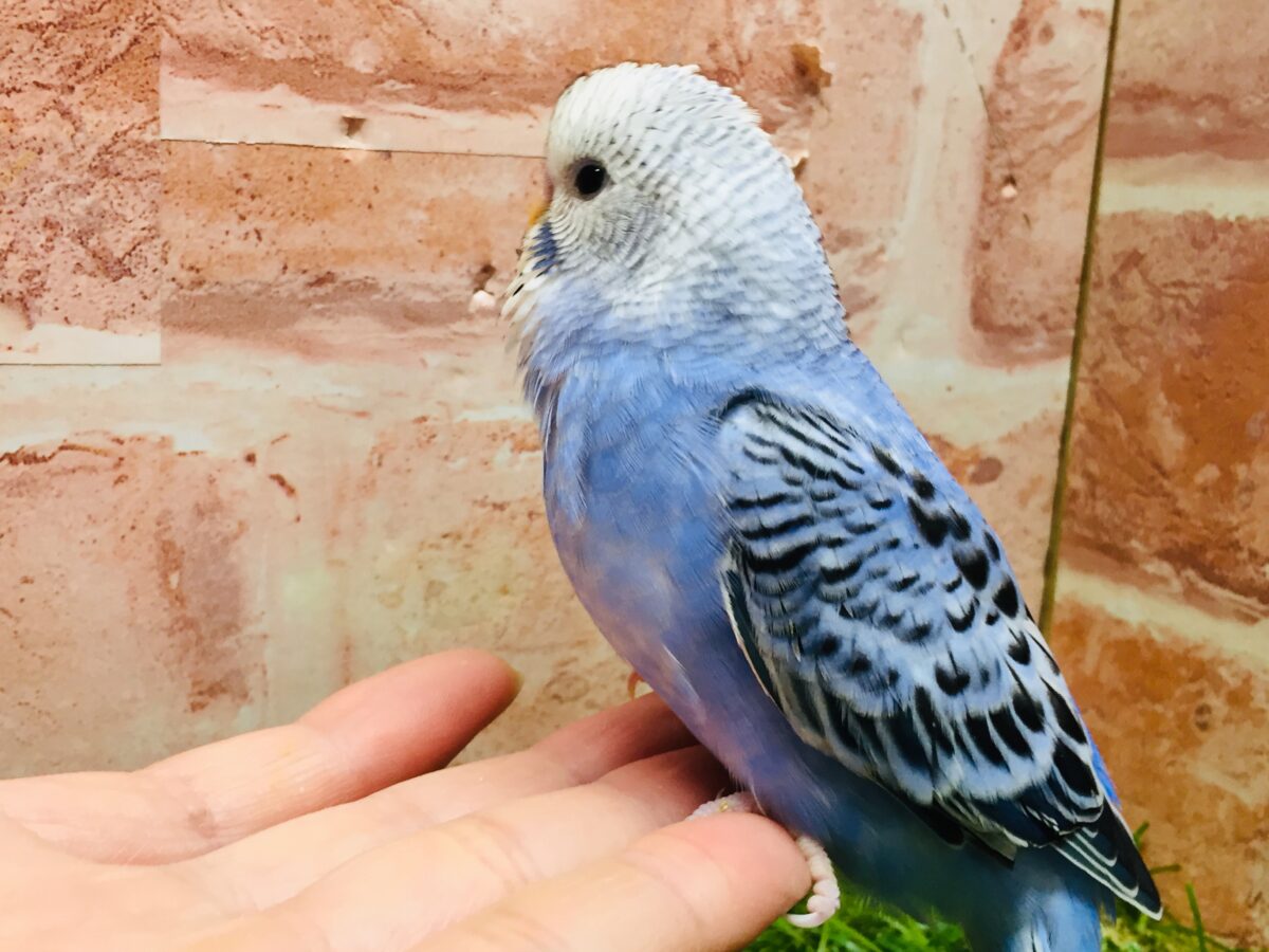 💙💙オパーリンカラーのセキセイちゃんがやってきましたよ~💙💙 セキセイインコ