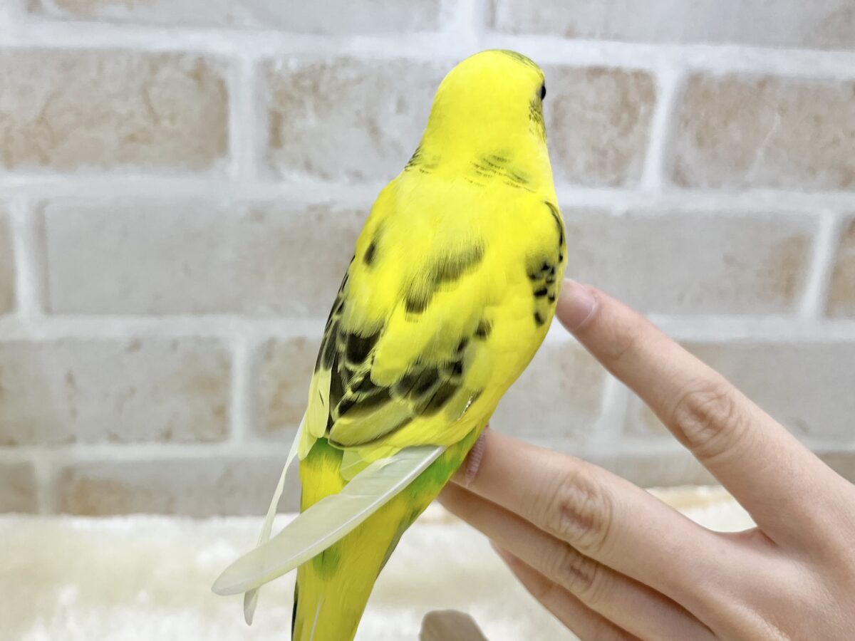 【🆙最新画像あり‼️】のりたまひよこちゃん🐣✨ セキセイインコ(ハルクイン) セキセイインコ