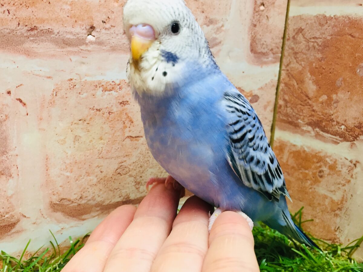 💙💙オパーリンカラーのセキセイちゃんがやってきましたよ~💙💙 セキセイインコ