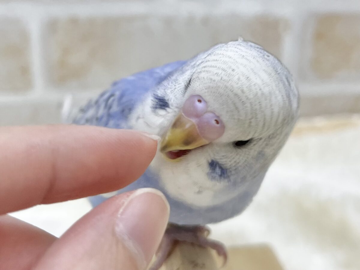 【🆙最新画像あり‼️】可愛いモフちゃん☁️💕 セキセイインコ(ブルースパングル) セキセイインコ
