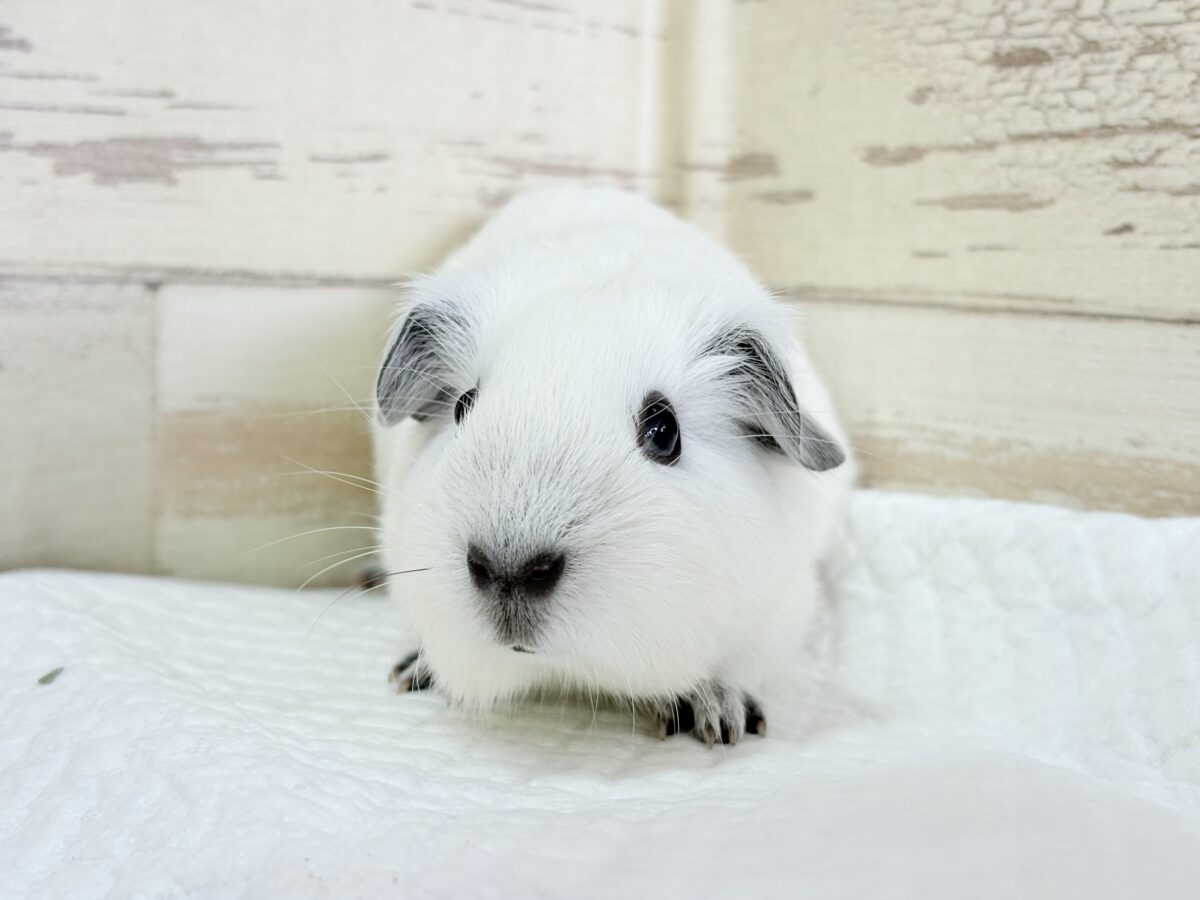 【最新画像更新🪄︎︎✨】将来はもっちもちになるんだっ🐹🍡🤍ロシアンスモークモルモット(ホワイト) 男の子 ロシアンスモークモルモット