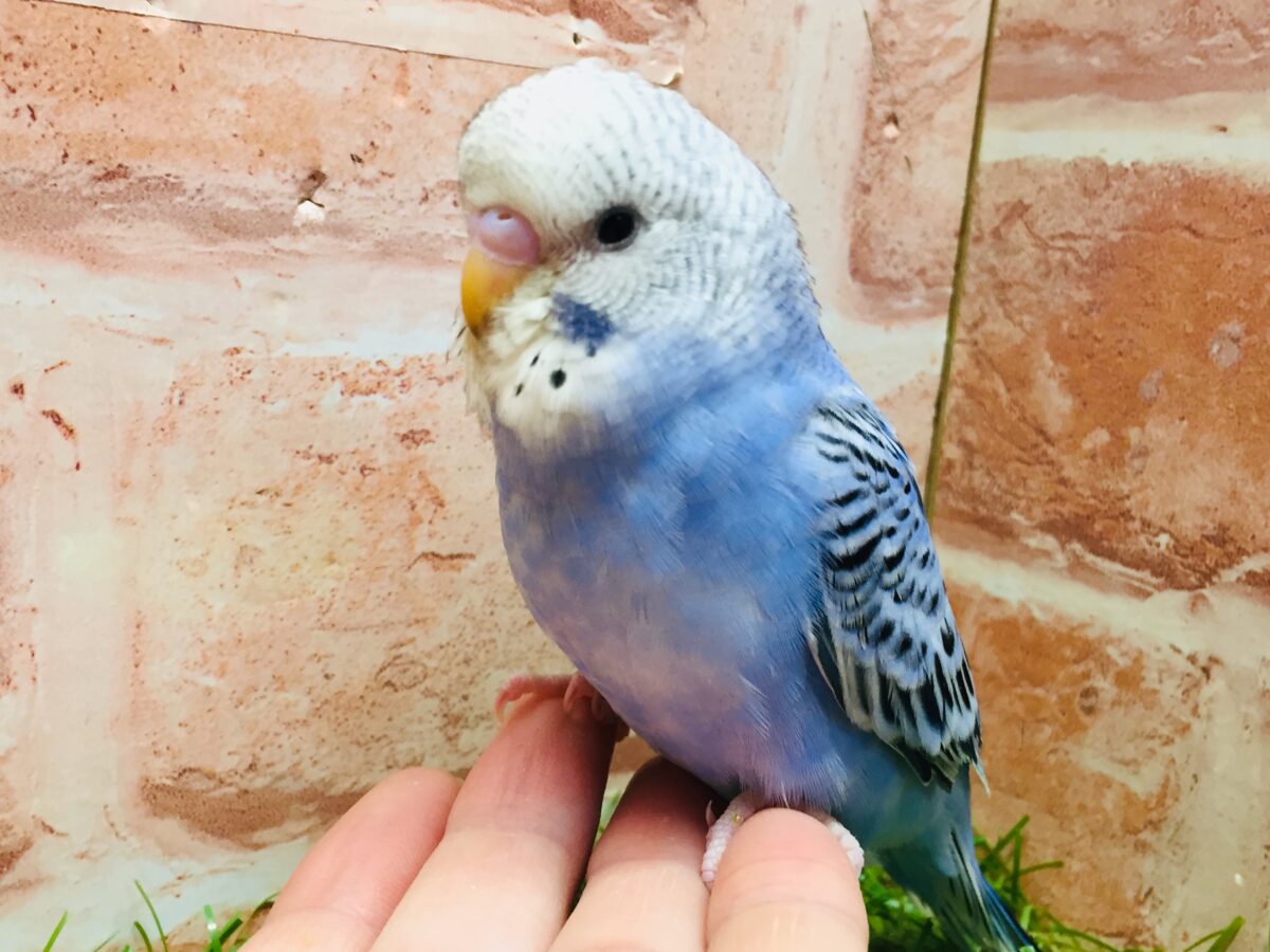 💙💙オパーリンカラーのセキセイちゃんがやってきましたよ~💙💙 セキセイインコ