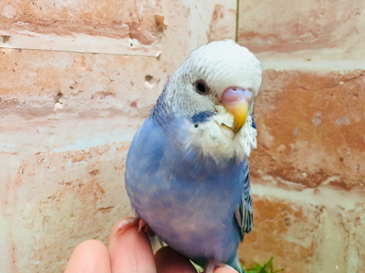 💙💙オパーリンカラーのセキセイちゃんがやってきましたよ~💙💙 セキセイインコ