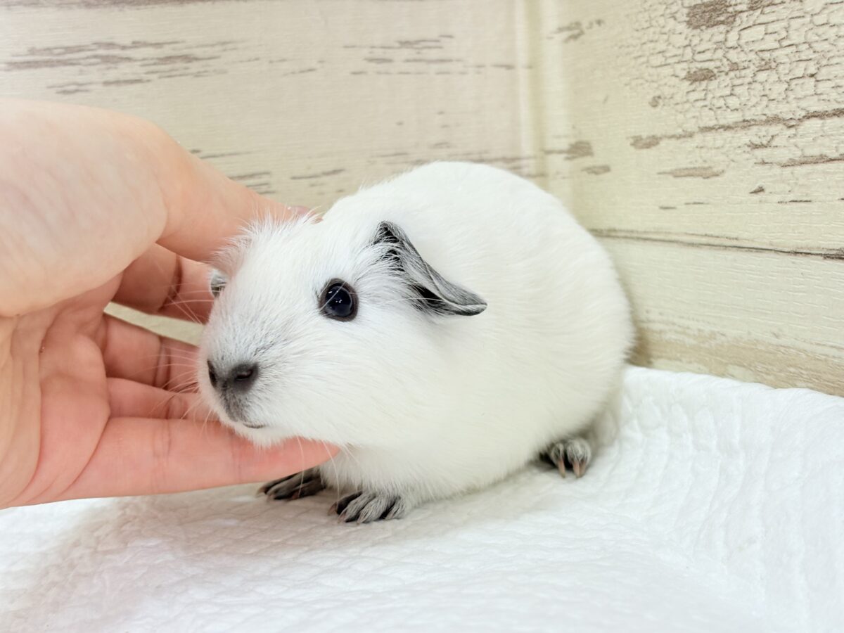 【最新画像更新🪄︎︎✨】将来はもっちもちになるんだっ🐹🍡🤍ロシアンスモークモルモット(ホワイト) 男の子 ロシアンスモークモルモット
