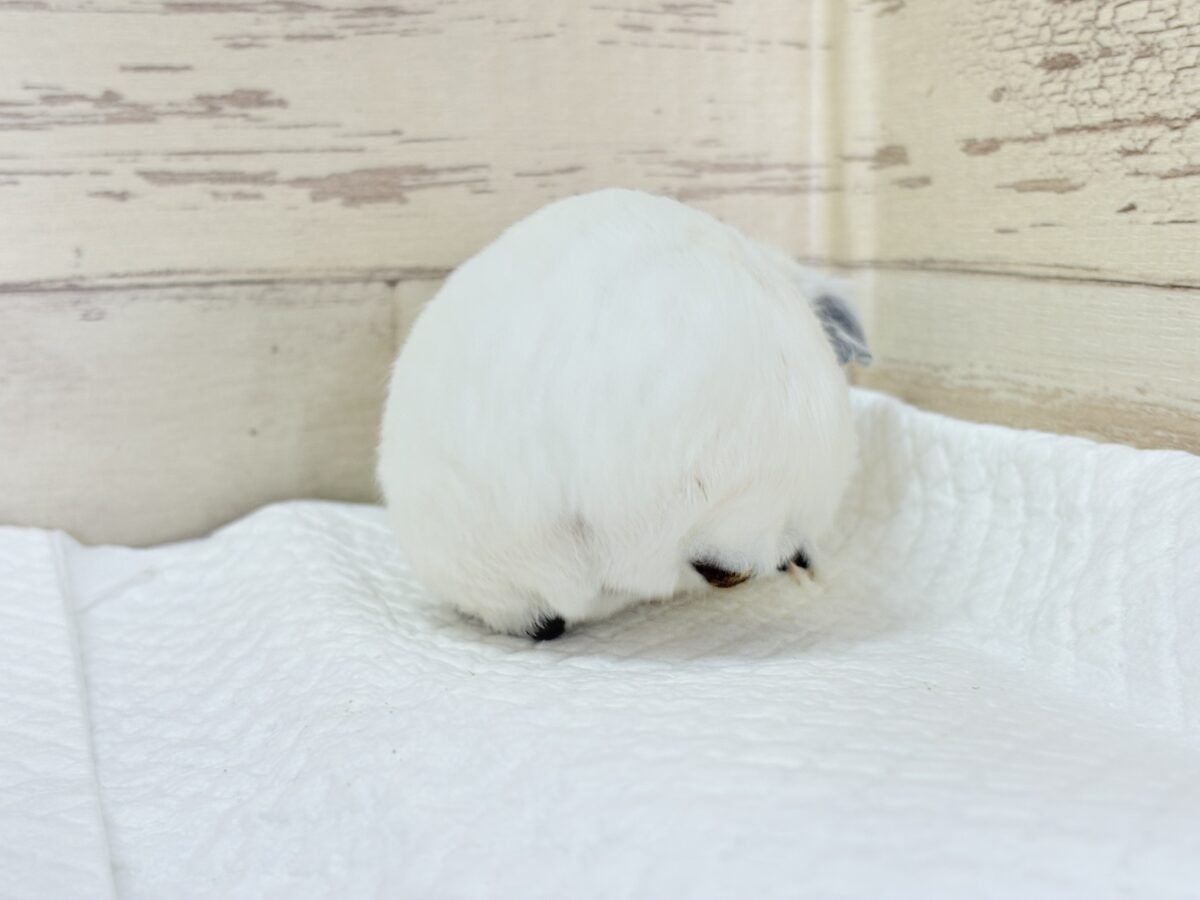 【最新画像更新🪄︎︎✨】将来はもっちもちになるんだっ🐹🍡🤍ロシアンスモークモルモット(ホワイト) 男の子 ロシアンスモークモルモット
