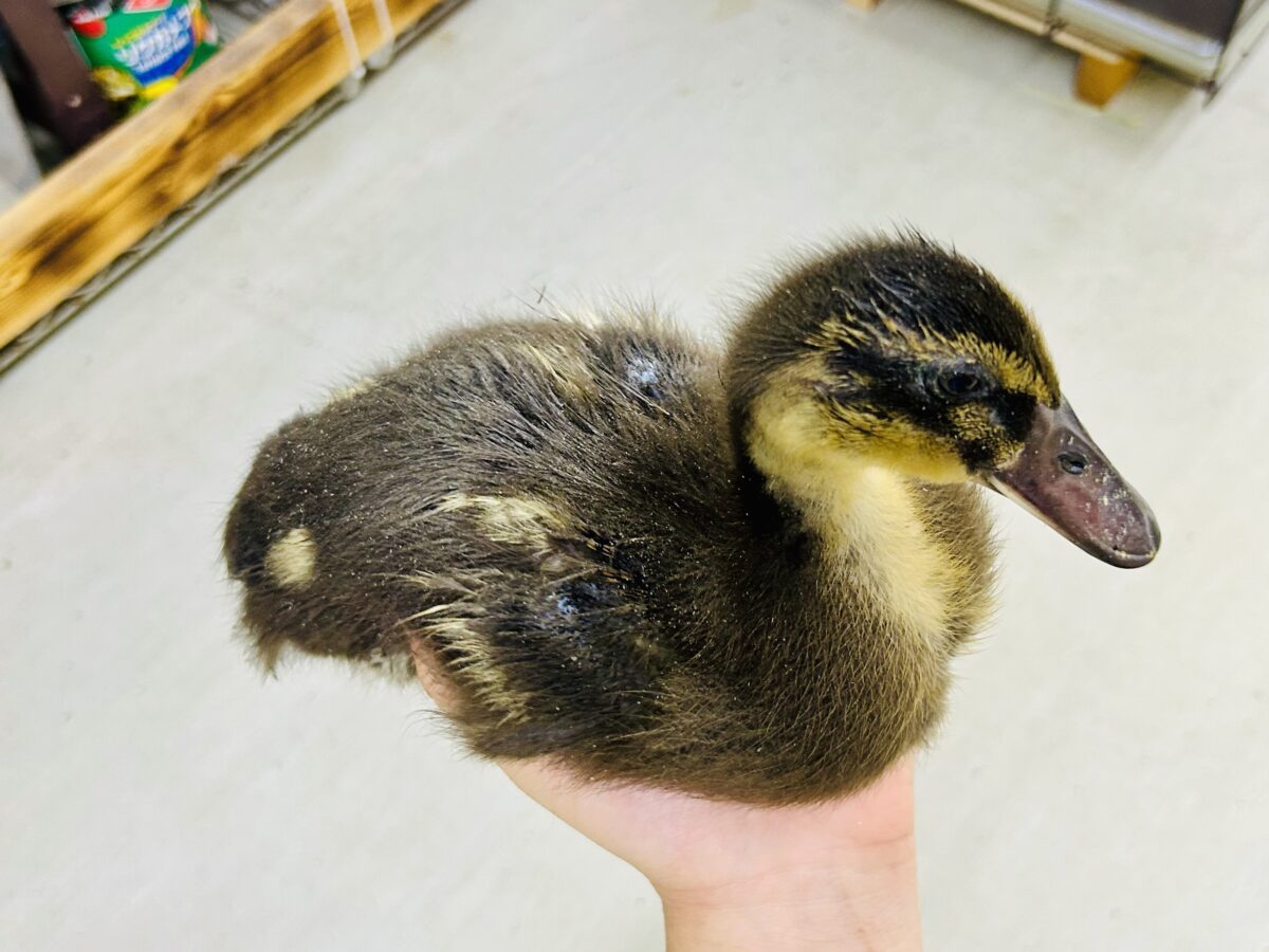 びっくり水鳥がやってきた!! アイガモ 合鴨(アイガモ)
